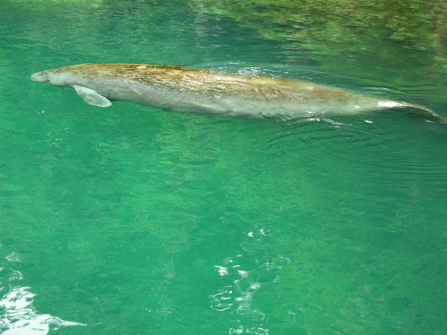 Manatee