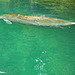 Manatee