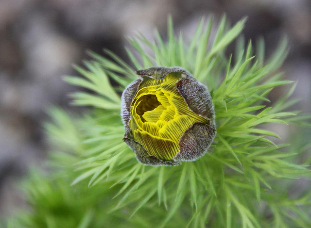 20100409 1985Aw [D~LIP] Adonisröschen (Adonis vernalis), Bad Salzuflen