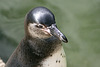 20090827 0332Aw [D~ST] Zwergpinguin (Eudyptula minor), Zoo Rheine