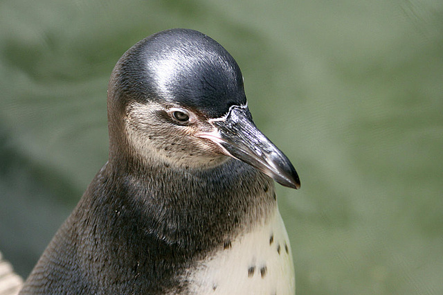 20090827 0332Aw [D~ST] Zwergpinguin (Eudyptula minor), Zoo Rheine