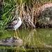 20090827 0350Aw [D~ST] Kampfläufer (Philomachus pugnax), Naturzoo Rheine