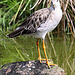 20090827 0351Aw [D~ST] Kampfläufer (Philomachus pugnax), Naturzoo Rheine