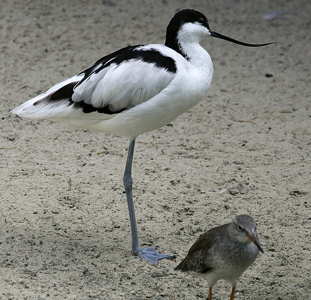 20090827 0352Aw [D~ST] Säbelschnäbler (Recurvirostra avosetta), Kampfläufer (Philomachus pugnax), Naturzoo Rheine