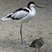 20090827 0352Aw [D~ST] Säbelschnäbler (Recurvirostra avosetta), Kampfläufer (Philomachus pugnax), Naturzoo Rheine