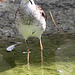 20090827 0353Aw [D~ST] Kampfläufer (Philomachus pugnax), Naturzoo Rheine