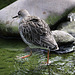 20090827 0362Aw [D~ST] Kampfläufer (Philomachus pugnax), Naturzoo Rheine