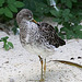 20090827 0363Aw [D~ST] Kampfläufer (Philomachus pugnax), Naturzoo Rheine