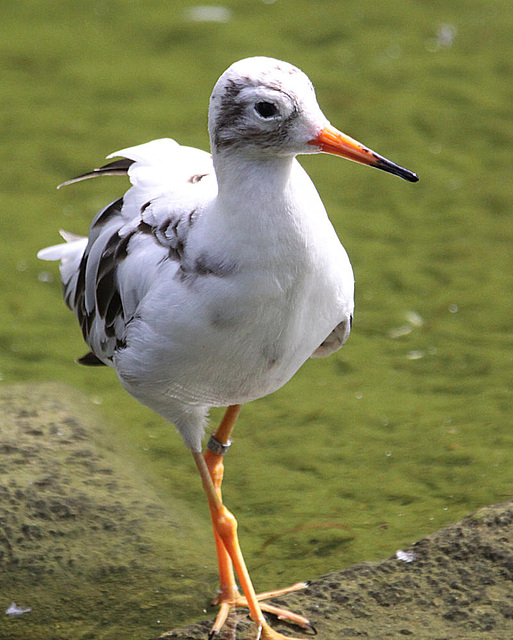 20090827 0365Aw [D~ST] Rotschenkel (Tringa totanus), Naturzoo Rheine