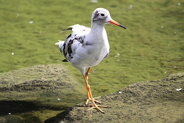 20090827 0367Aw [D~ST] Kampfläufer (Calidris pugnax Syn.: Philomachus pugnax), Naturzoo Rheine