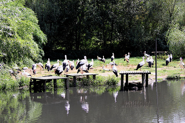 20090827 0370Aw [D~ST] Weißstorch (Ciconia ciconia), Zoo Rheine