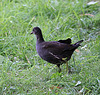 20090827 0378Aw [D~ST] Teichhuhn (Gallinula chloropus), Zoo Rheine