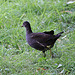 20090827 0378Aw [D~ST] Teichhuhn (Gallinula chloropus), Zoo Rheine