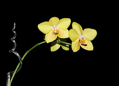 Meine gelbe Orchidee