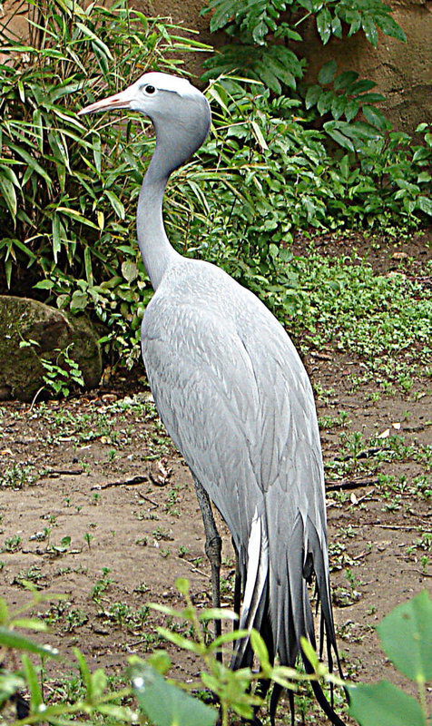 20090611 3152DSCw [D~H] Paradieskranich, Zoo Hannover