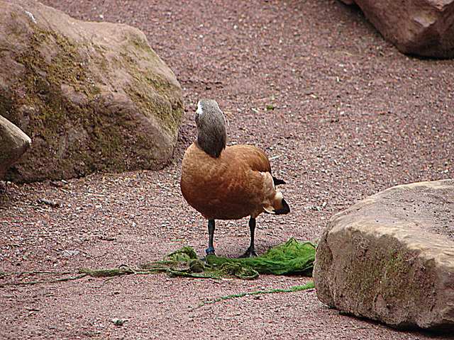 20090611 3153DSCw [D~H] Kapgans (Tadorna cana) [Graukopfkasarka], Zoo Hannover