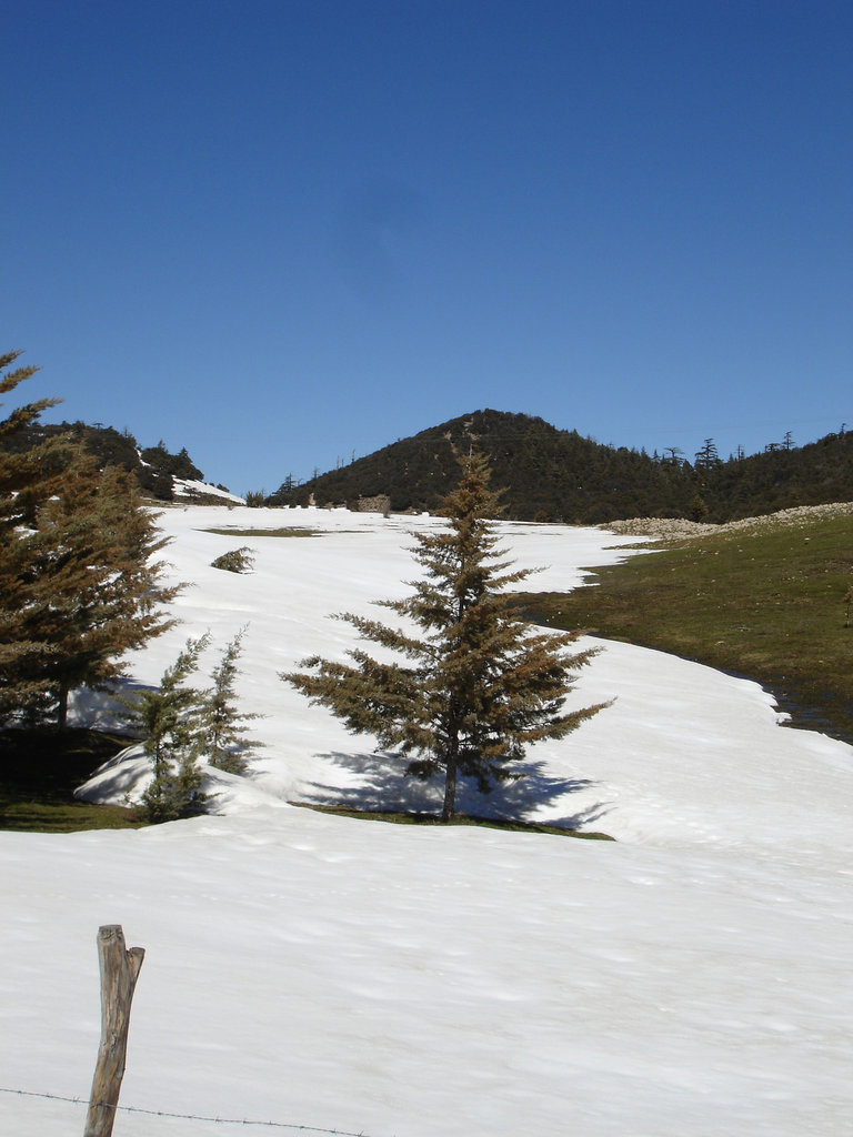 michlifane