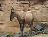 20090611 3160DSCw [D~H] Kuhantilope (Alcephalus buselaphus), Zoo Hannover