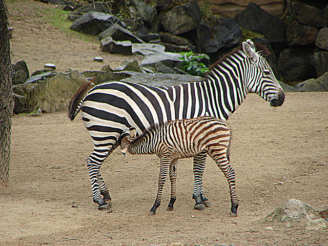 20090611 3162DSCw [D~H] Steppenzebra (Equus quagga), Zoo Hannover