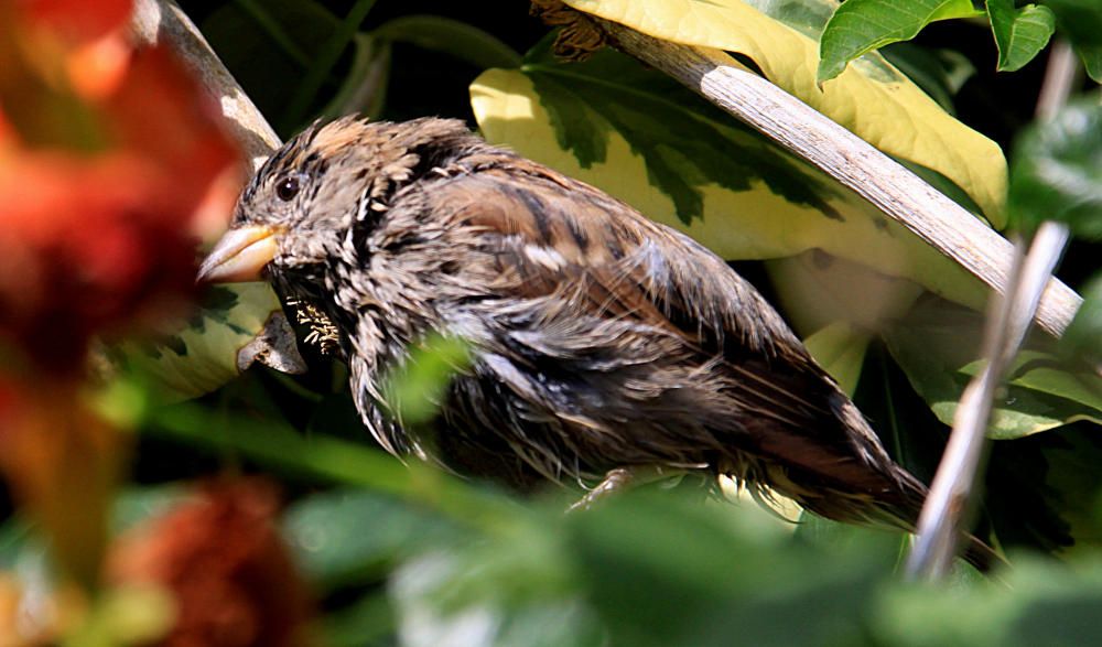 20090827 0382Aw [D~ST] Haussperling (Passer domesticus), Zoo Rheine
