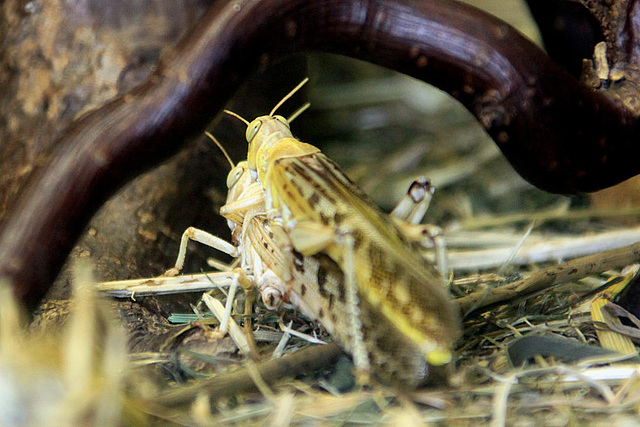 20090827 0386Aw [D~ST] Wüstenheuschrecke (Schistocerca gregaria), Zoo Rheine