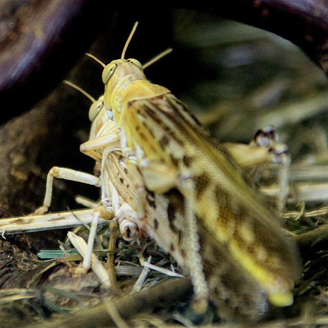 20090827 0387Aw [D~ST] Wüstenheuschrecke (Schistocerca gregaria), Zoo Rheine