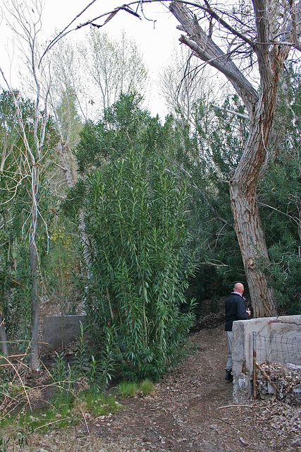 Warm Spring Mine Camp Invasive Species (5028)