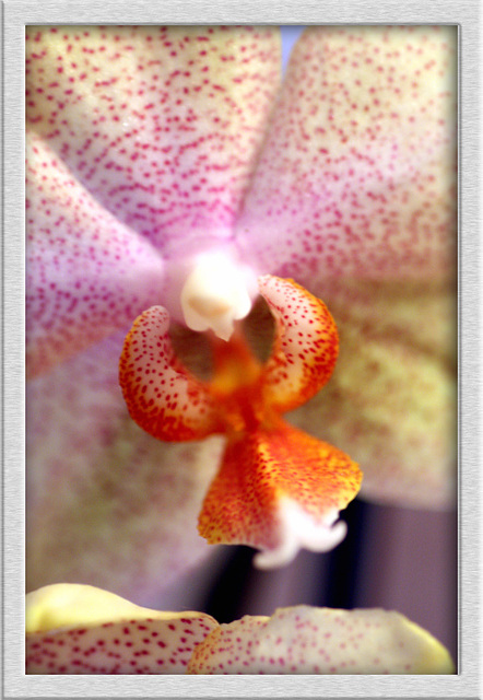 Orchidee