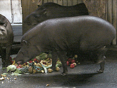 20071009 0326aw [D~OS] Flachlandtapir, Zoo Osnabrück