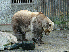 20071009 0316DSCw [D~OS] Mischlingsbär [Vater: Eisbär (Ursus maritimus) + Mutter: Braunbär (Ursus arctos), geb. im Zoo 2004, Osnabrück