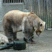20071009 0316DSCw [D~OS] Mischlingsbär [Vater: Eisbär (Ursus maritimus) + Mutter: Braunbär (Ursus arctos), geb. im Zoo 2004, Osnabrück