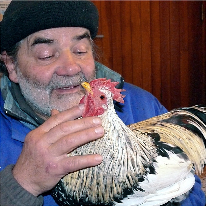 l'homme qui murmurait à l'oreille ...des coqs