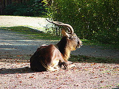 20071009 0321DSCw [D~OS] Kleiner Kudu, Osnabrück