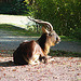 20071009 0321DSCw [D~OS] Kleiner Kudu, Osnabrück