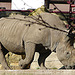 20071009 0322DSCw [D~OS] Breitmaulnashorn (Ceratotherium simum), Osnabrück