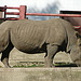 20071009 0323DSCw [D~OS] Breitmaulnashorn (Ceratotherium simum), Zoo Osnabrück