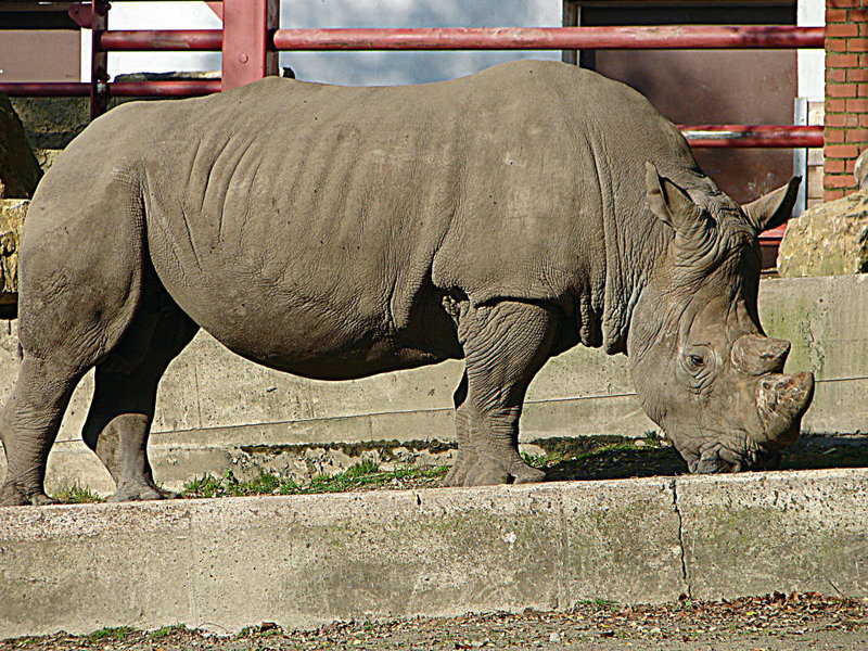 20071009 0324DSCw [D~OS] Breitmaul-Nashorn, Osnabrück