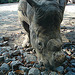 20071009 0325DSCw [D~OS] Breitmaulnashorn (Ceratotherium simum), Zoo Osnabrück