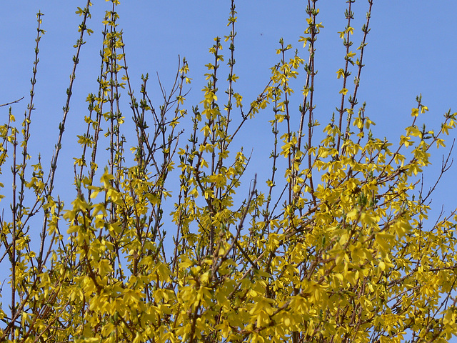 Forsythienstrauch