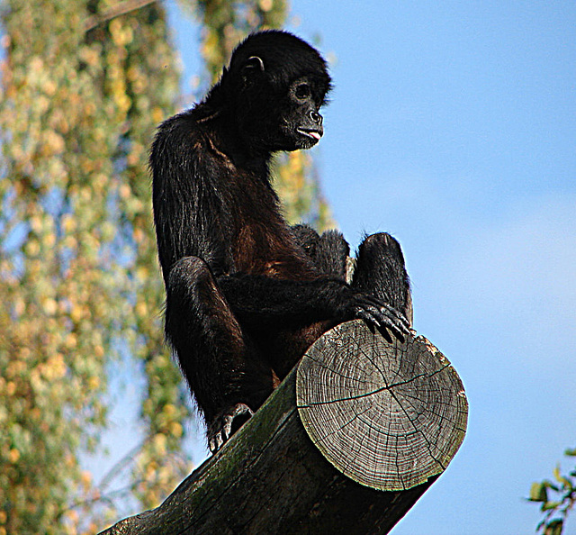 20071009 0331DSCw [D~OS] Klammeraffe {Braunkopf-} (Ateles fusciceps robustus), Zoo Osnabrück