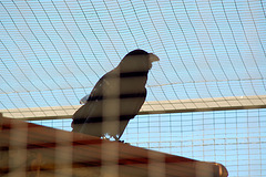 Tierpark Schwarze Berge  007