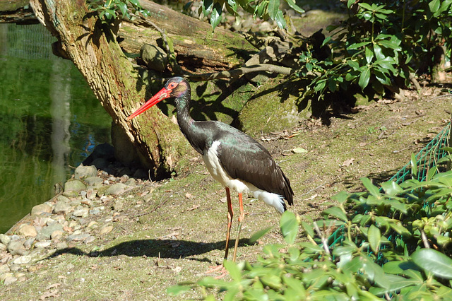 Tierpark Schwarze Berge  012