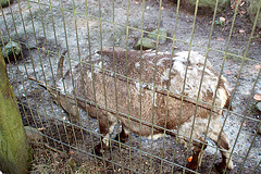 Tierpark Schwarze Berge  015