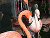 20071009 0306DSCw [D~OS] Kuba-Flamingo (Phoenicopterus ruber), Chile-Flamingo (Kuba-Flamingo (Phoenicopterus chilensis), Zoo Osnabrück
