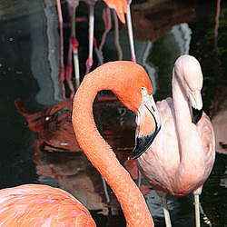 20071009 0306DSCw [D~OS] Kuba-Flamingo (Phoenicopterus ruber), Chile-Flamingo (Kuba-Flamingo (Phoenicopterus chilensis), Zoo Osnabrück