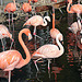 20071009 0307DSCw [D~OS] Kuba-Flamingo (Phoenicopterus ruber), Chile-Flamingo (Kuba-Flamingo (Phoenicopterus chilensis), Zoo Osnabrück