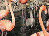 20071009 0308DSCw [D~OS] Kuba-Flamingo (Phoenicopterus ruber), Zoo Osnabrück