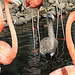 20071009 0308DSCw [D~OS] Kuba-Flamingo (Phoenicopterus ruber), Zoo Osnabrück