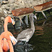 20071009 0309DSCw [D~OS] Kuba-Flamingo (Phoenicopterus ruber), Zoo Osnabrück