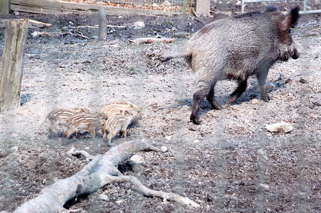 Tierpark Schwarze Berge  024